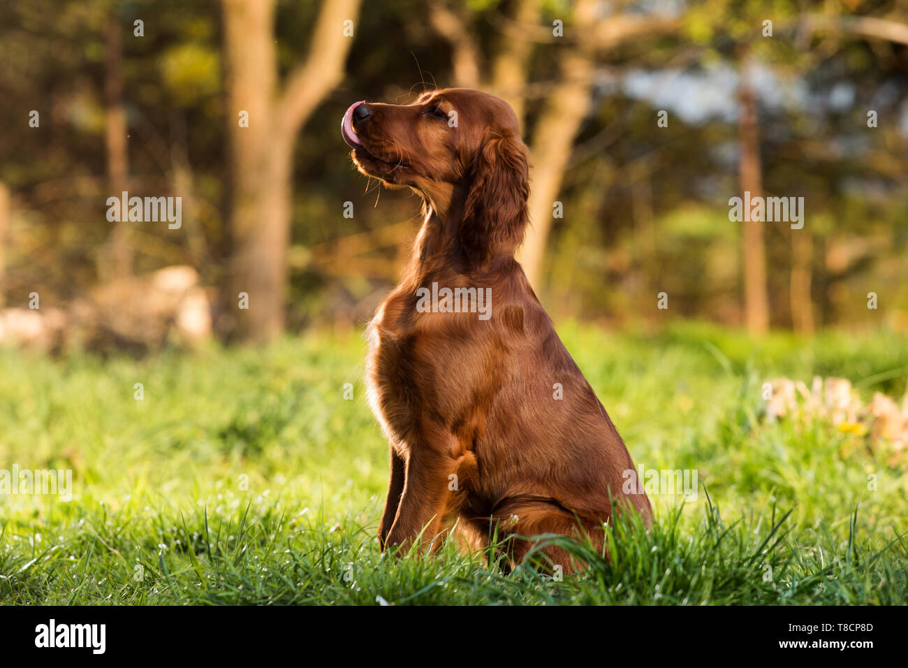 portrait of a puppy dog in the garden. Irish setter puppy dog Stock Photo