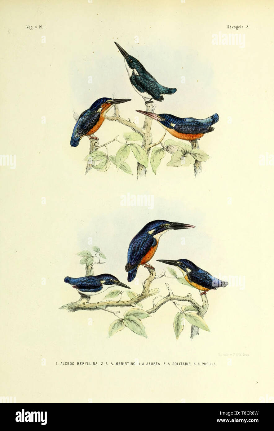 Beautiful Vintage Hand Drawn Illustrations Of Colorful Birds From