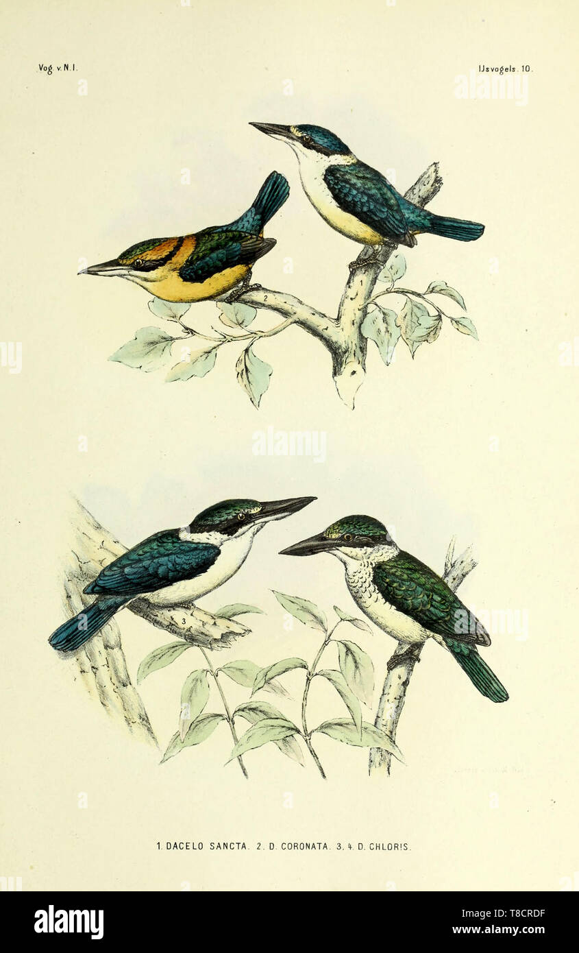 Beautiful Vintage Hand Drawn Illustrations Of Colorful Birds From Old Book It Can Be Used As Poster Or Decorative Element For Interior Design Stock Photo Alamy