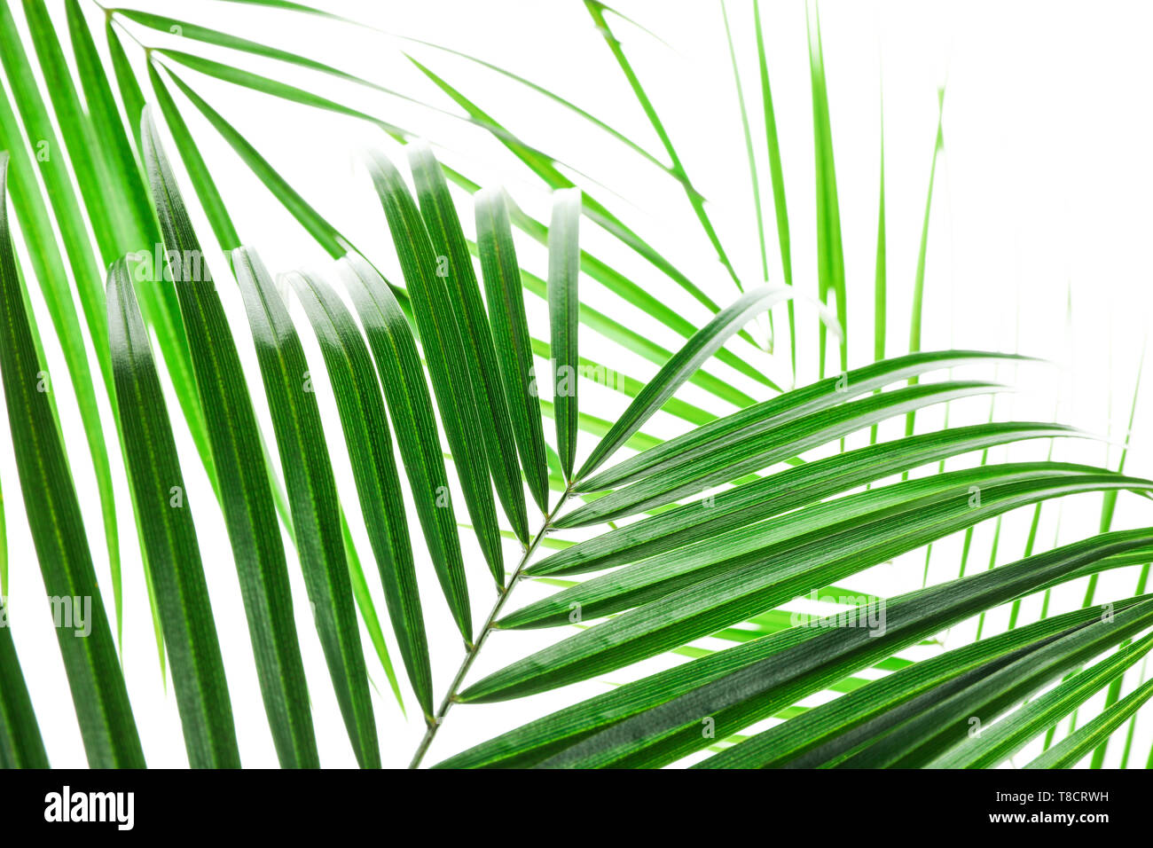 Beautiful palm leaves isolated on white background, closeup. Exotic