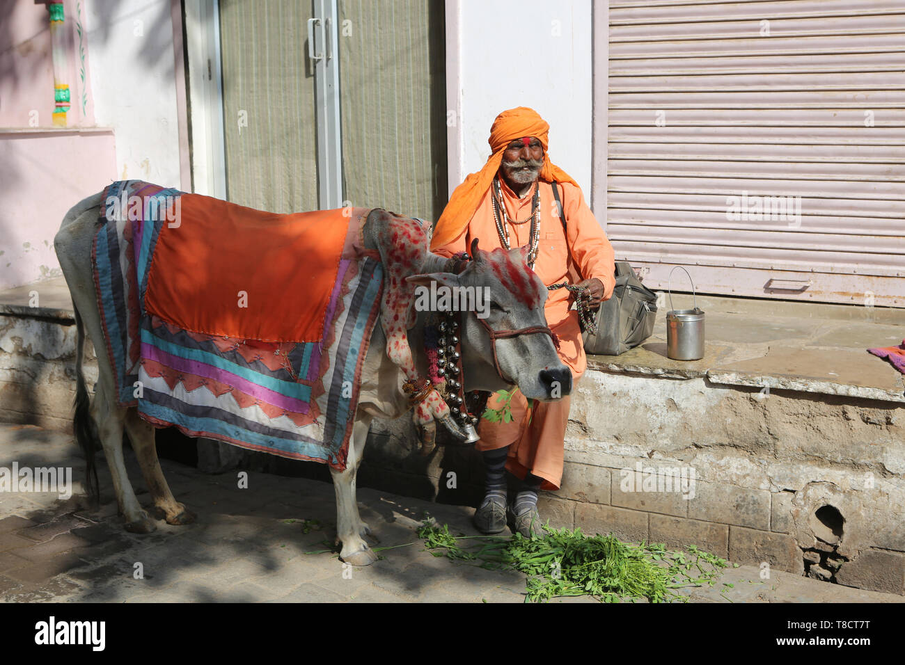 Sadhu with cow sitting on street in Pushkar Stock Photo