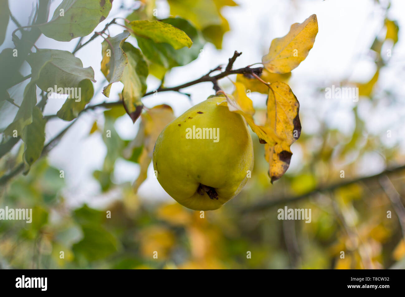 Quinces orchard hires stock photography and images Alamy