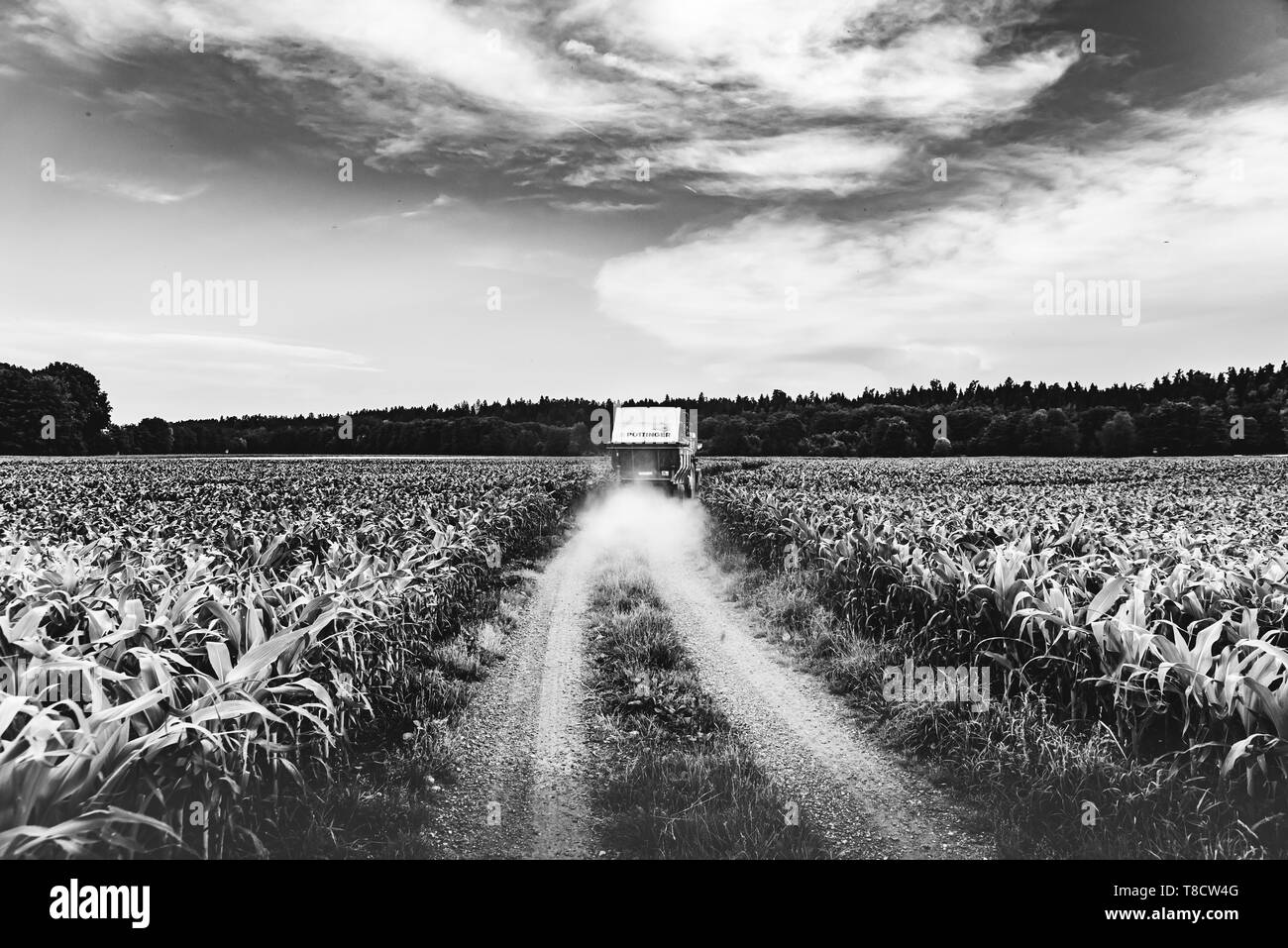A tractor on a road between corn fields, Driving away, black and white photo Stock Photo