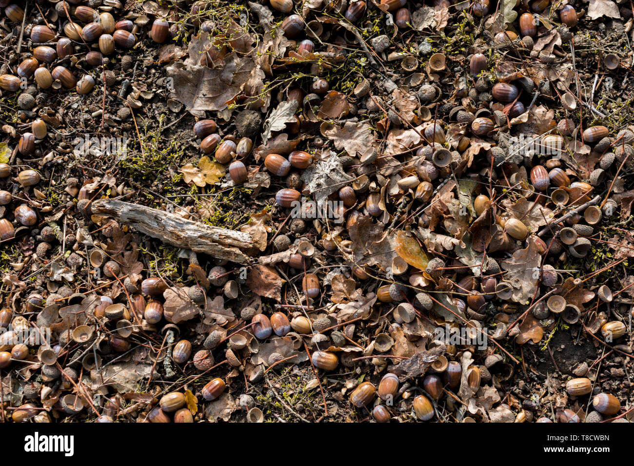 Green acorns on grass hi-res stock photography and images - Alamy