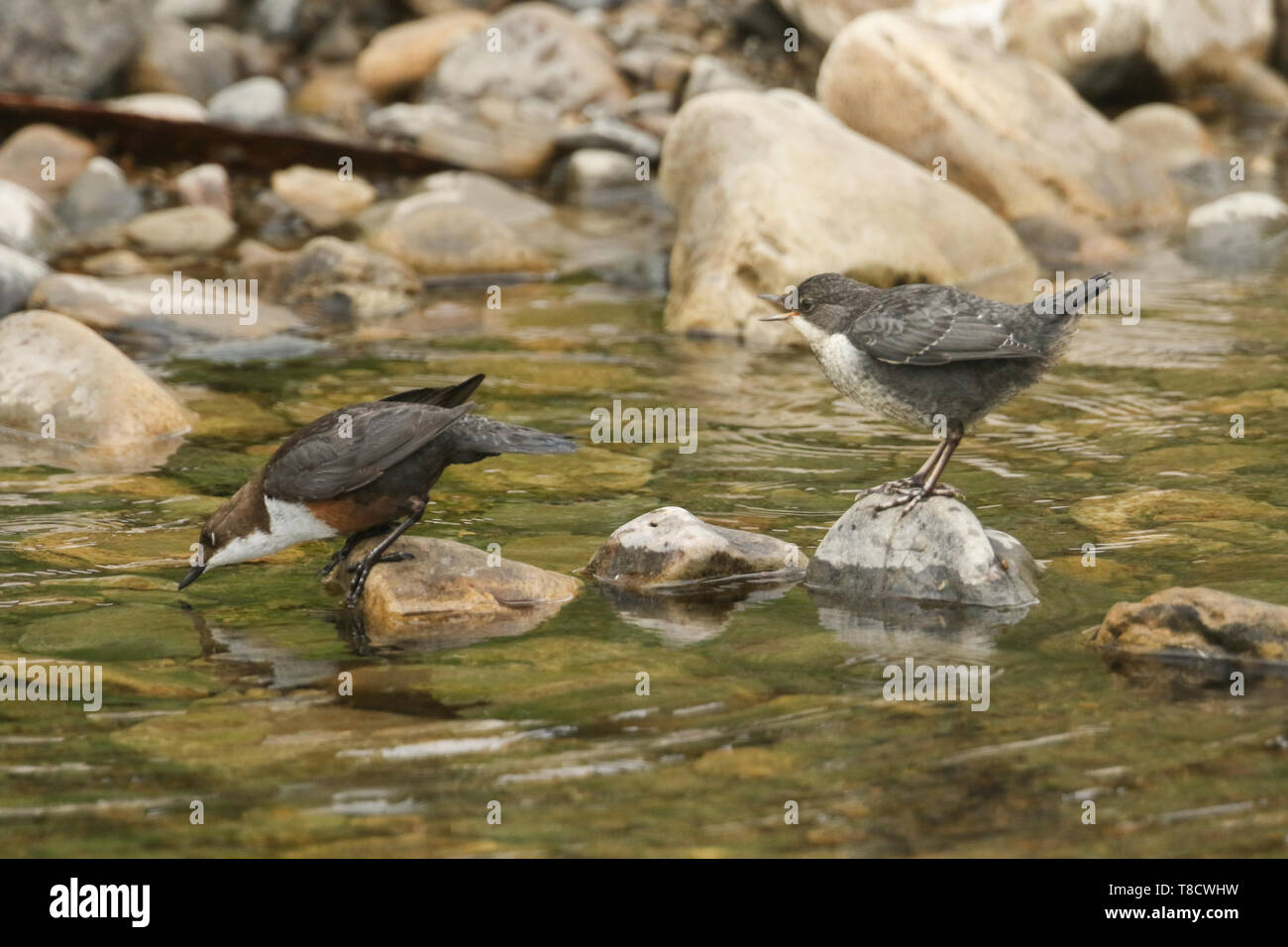 A cute baby Dipper, Cinclus cinclus, standing on a rock in the middle of a river. Its parent is about to dive under the water to catch its baby some m Stock Photo