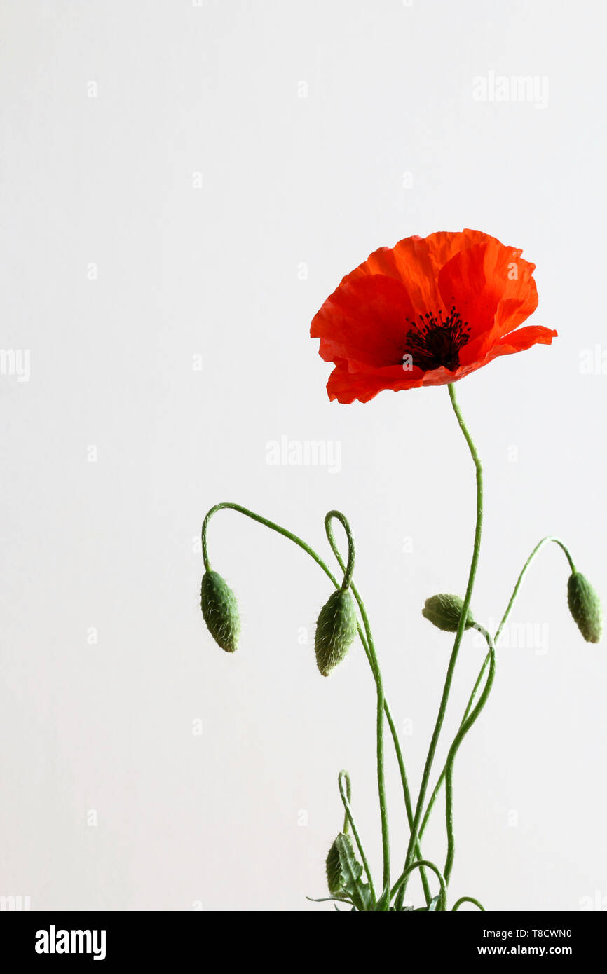 Red poppy isolated on white background Stock Photo - Alamy