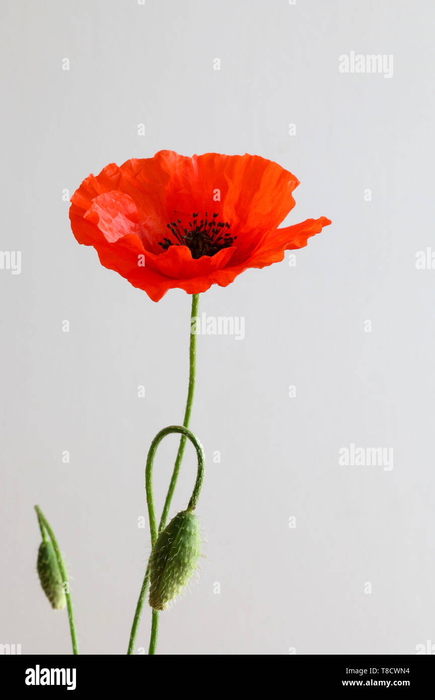 Red poppy isolated on grey background Stock Photo - Alamy