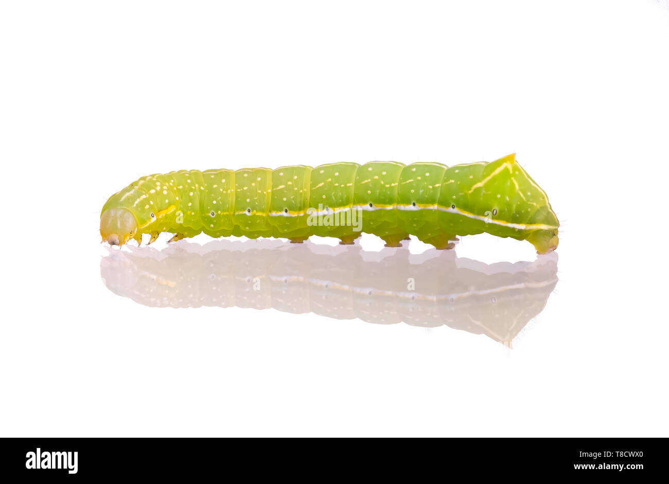 Green caterpillar with yellow, white and black markings. Amphipyra pyramidoides, Copper Underwing Moth larva, early instar. Isolated on white. Stock Photo