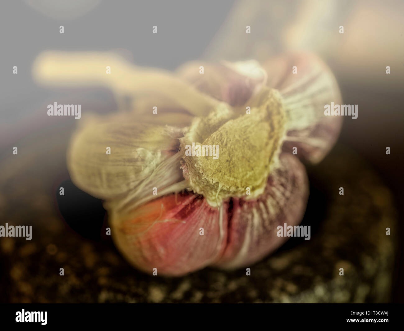 Garlic clove sitting in mortar with pestle food close up photograph Stock Photo