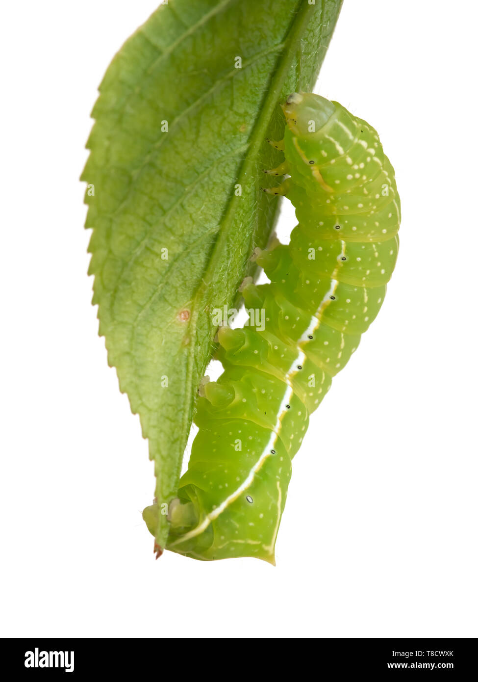 Green caterpillar with yellow, white and black markings. Amphipyra pyramidoides, Copper Underwing Moth larva, early instar. On leaf, isolated on white Stock Photo