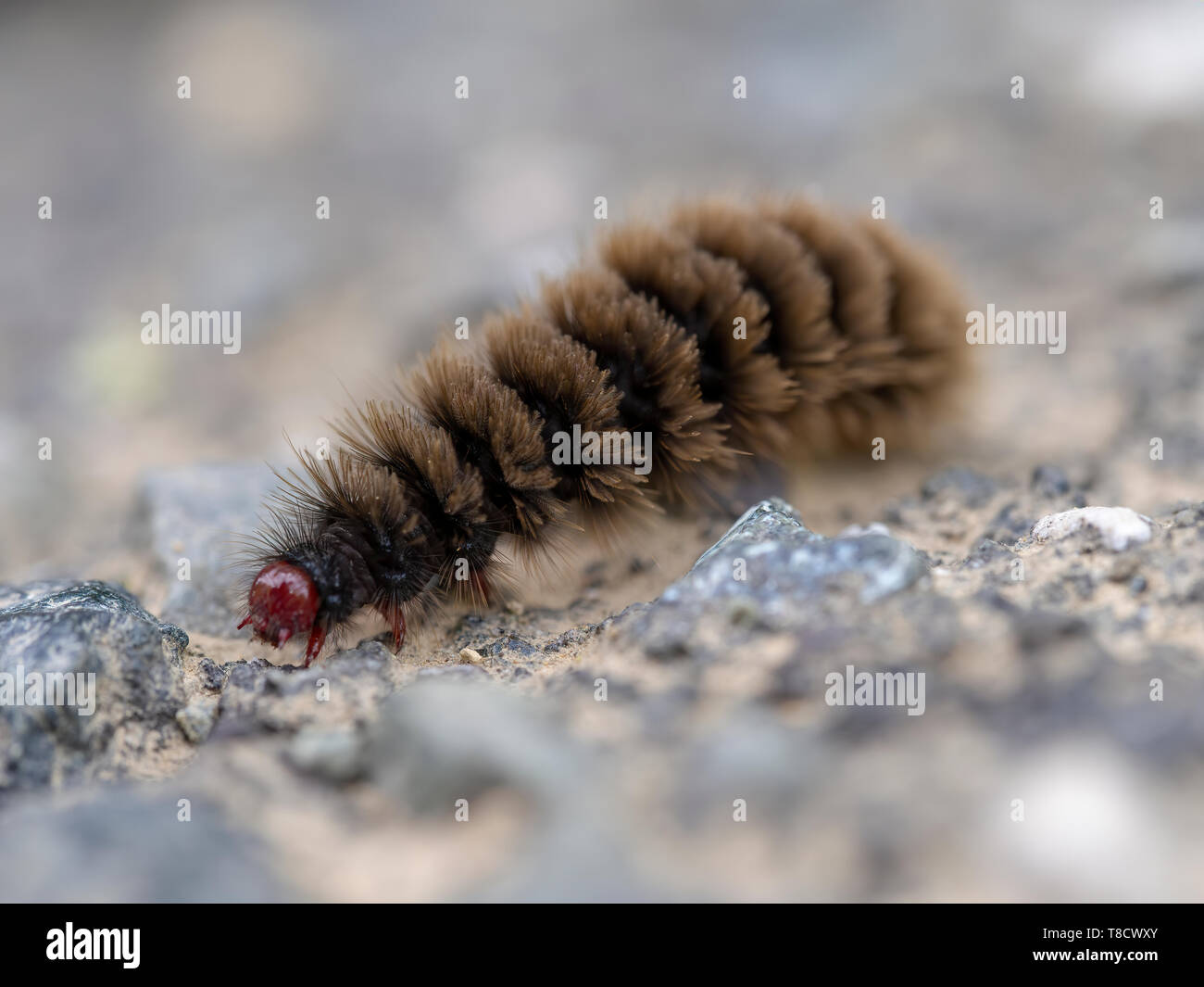 Caterpillar of Amata phegea. Nine spotted tiger moth. Stock Photo