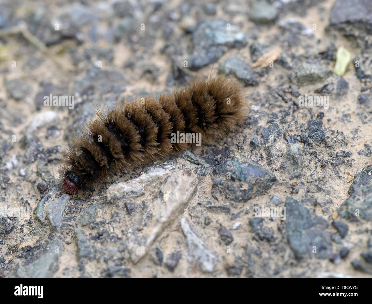 Caterpillar of Amata phegea. Nine spotted tiger moth. Stock Photo