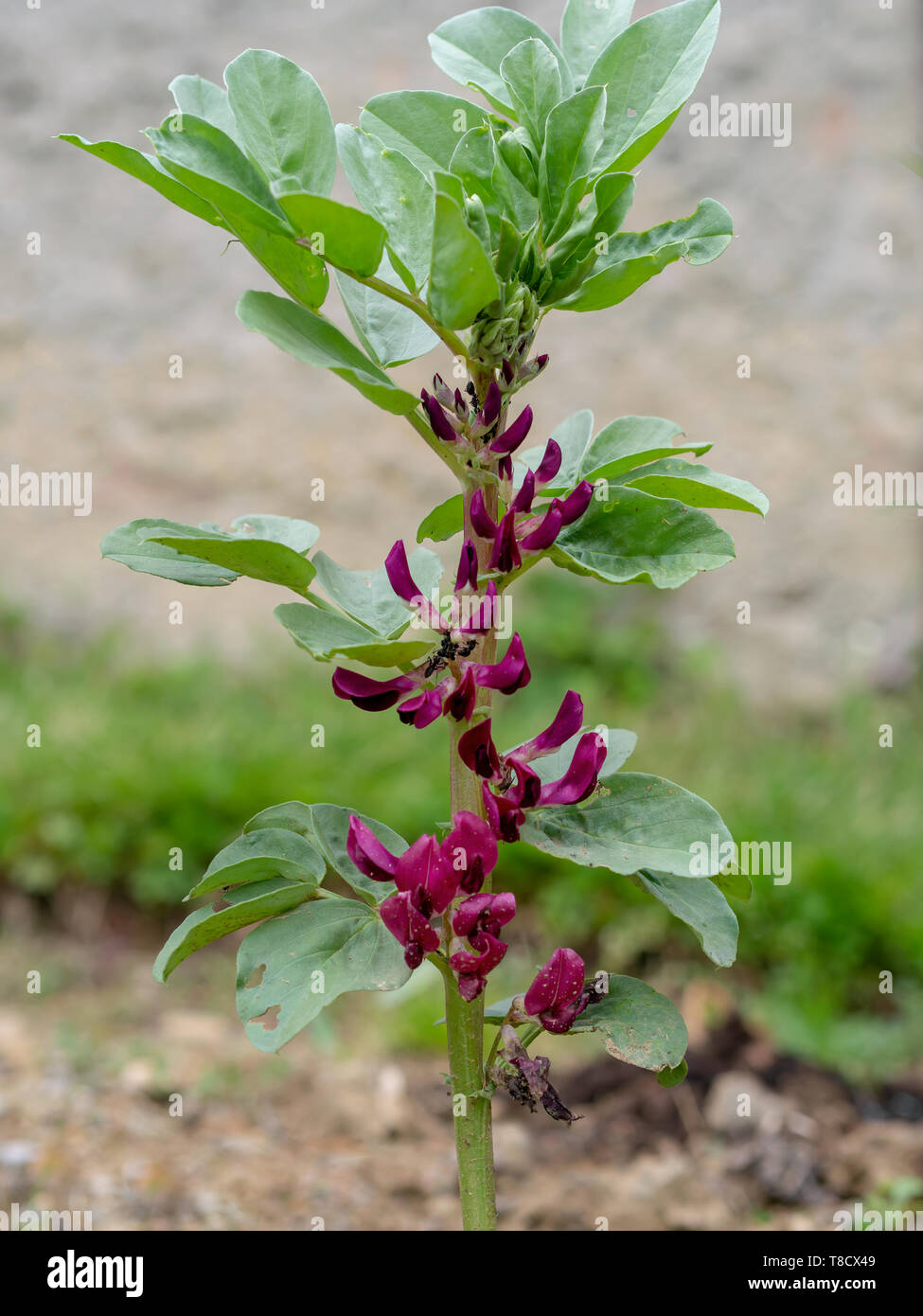 Red flower broad bean plant in garden. With ants so probably some aphids..... Stock Photo
