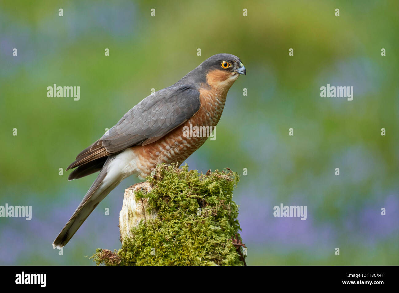 Male adult Sparrowhawk, Accipiter nisus, Dumfries and Galloway, Scotland, UK Stock Photo