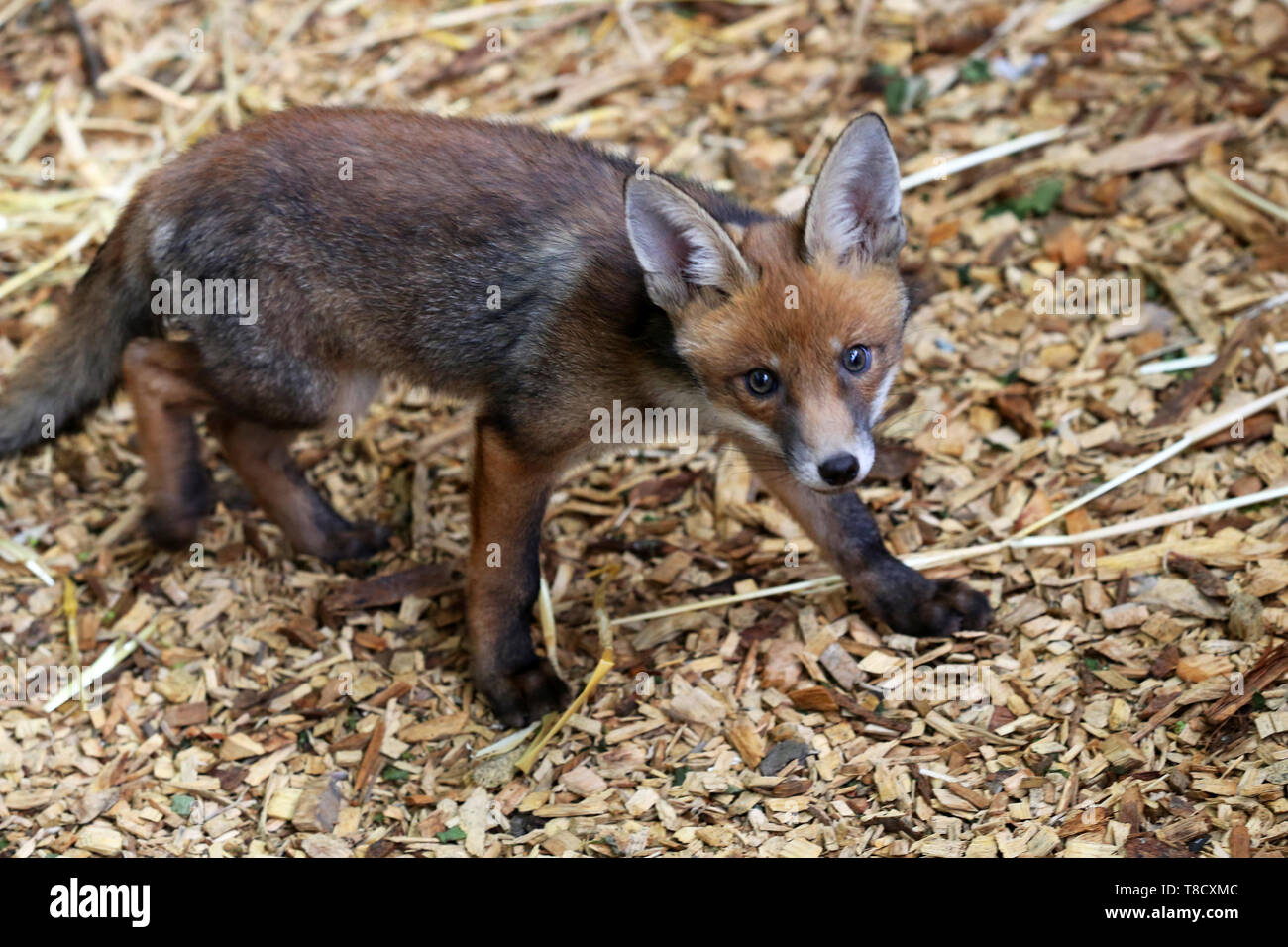 Baby animals pictured at Brent Lodge Animal Centre in West Sussex, UK. Stock Photo