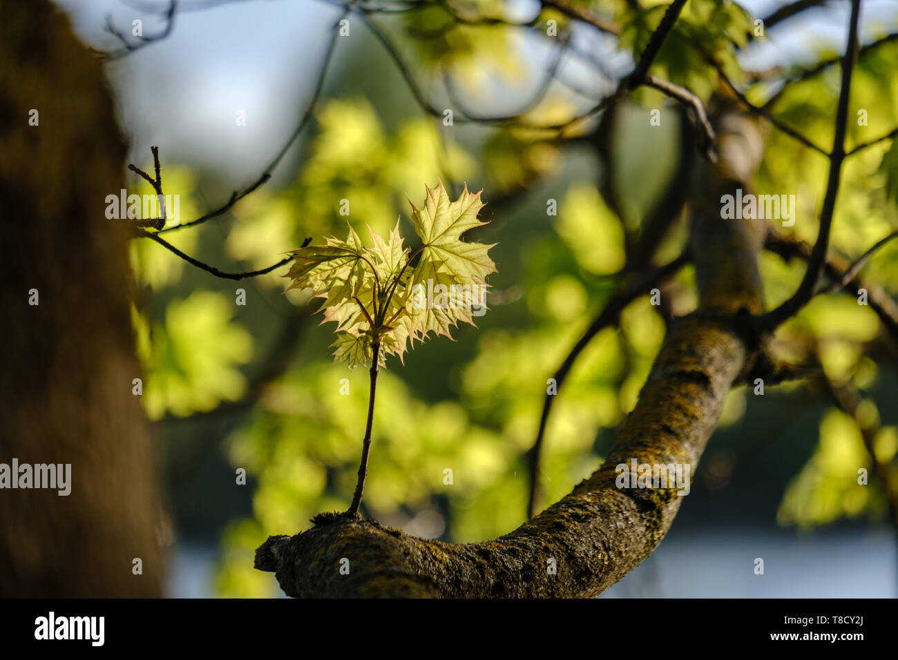 young fresh green mapple tree leaf on blue sky background. spring color ...