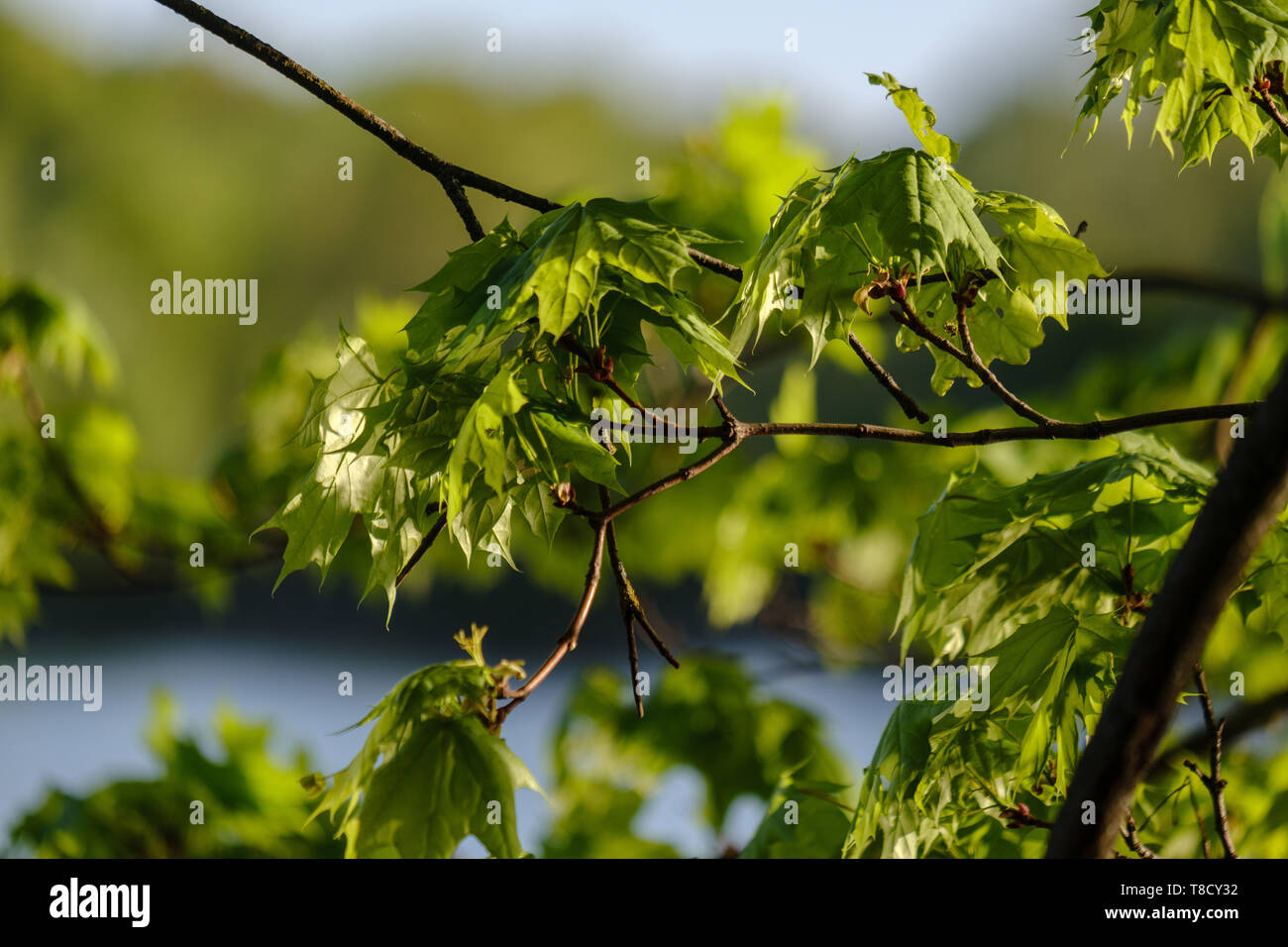 young fresh green mapple tree leaf on blue sky background. spring color ...