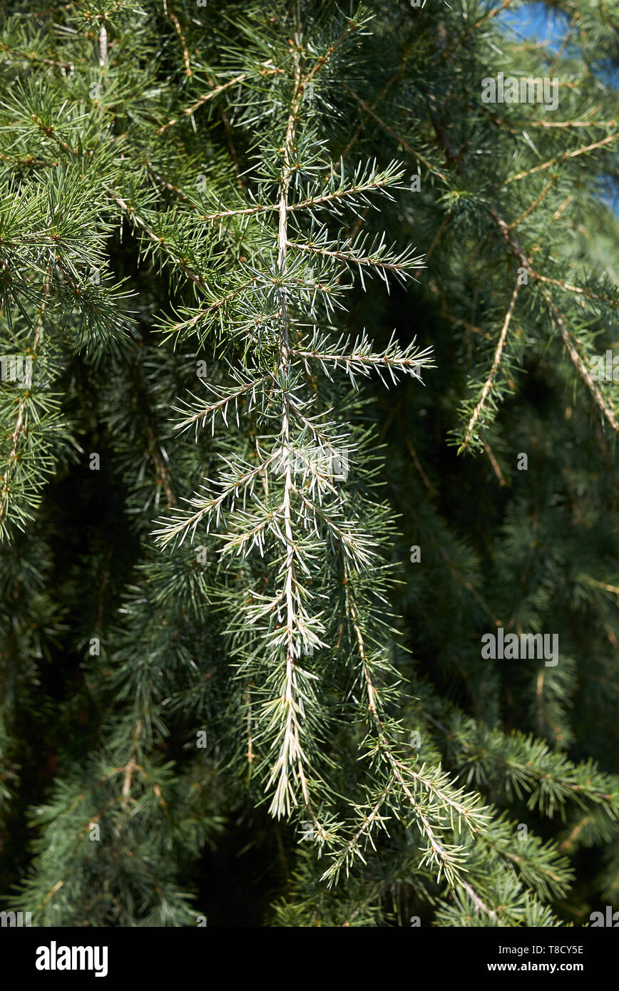 Cedrus deodara conifer tree Stock Photo