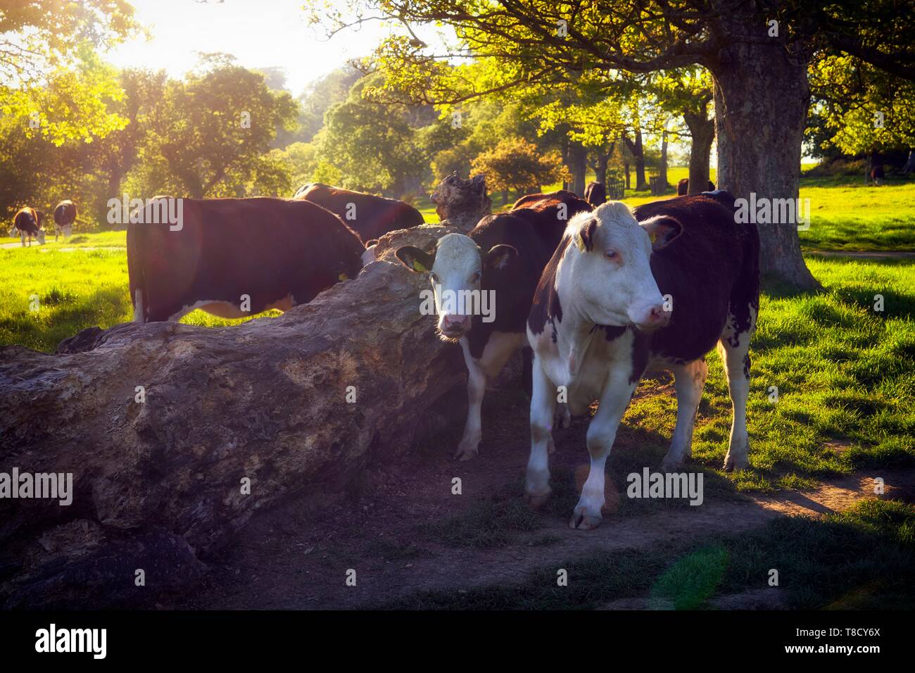 Feeder Calves Stock Photos Feeder Calves Stock Images Alamy