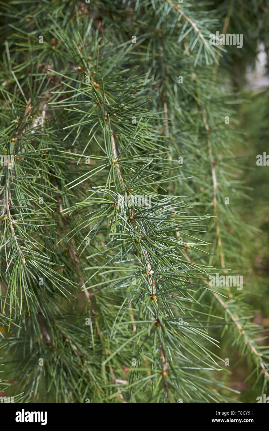 Cedrus deodara conifer tree Stock Photo - Alamy
