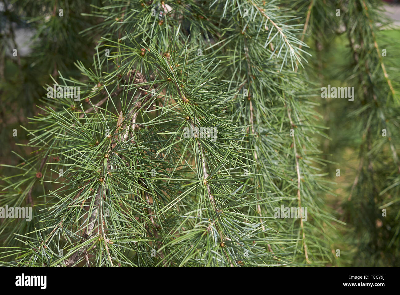 Cedrus deodara conifer tree Stock Photo - Alamy