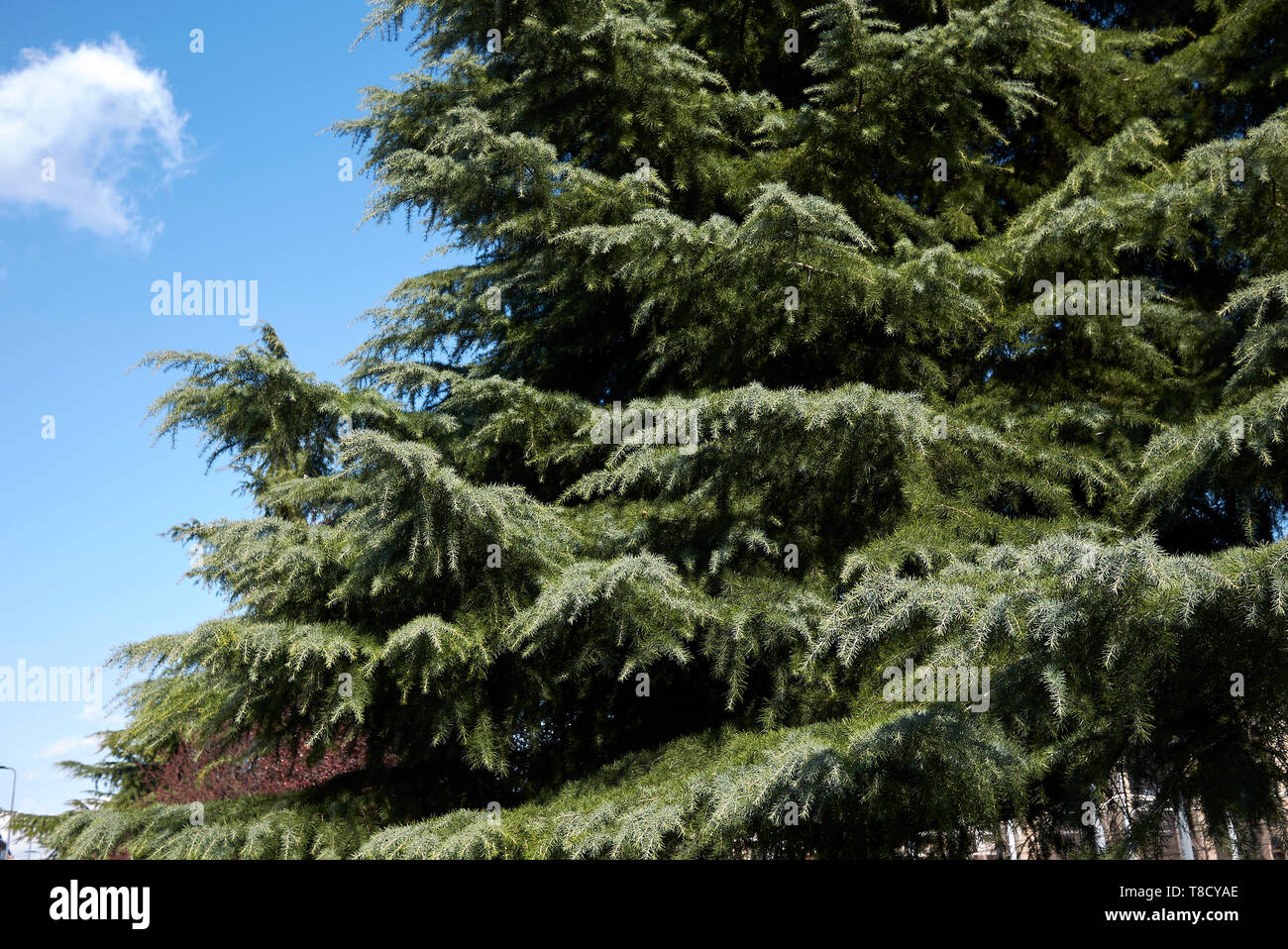 Cedrus deodara conifer tree Stock Photo - Alamy