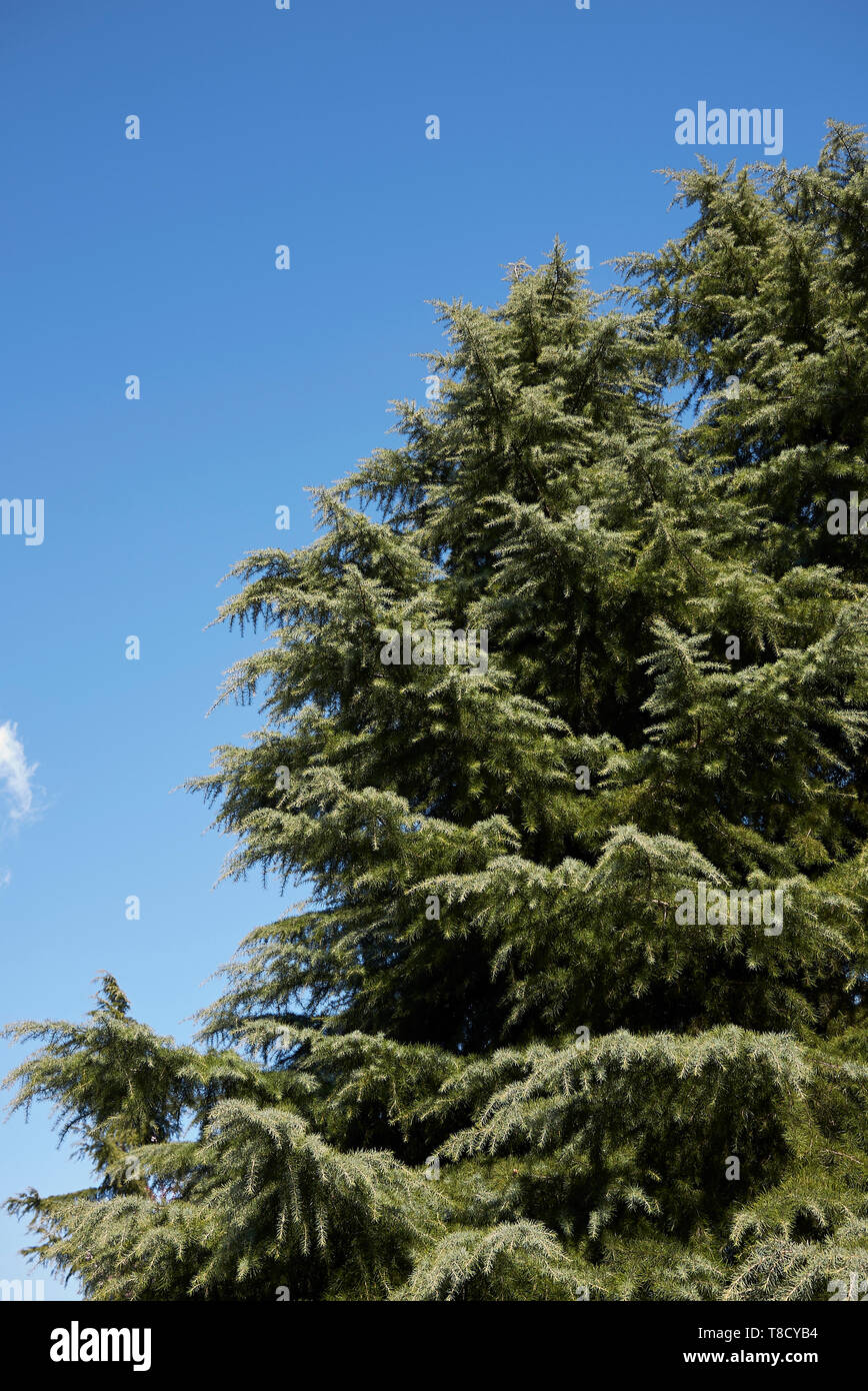 Cedrus deodara conifer tree Stock Photo - Alamy