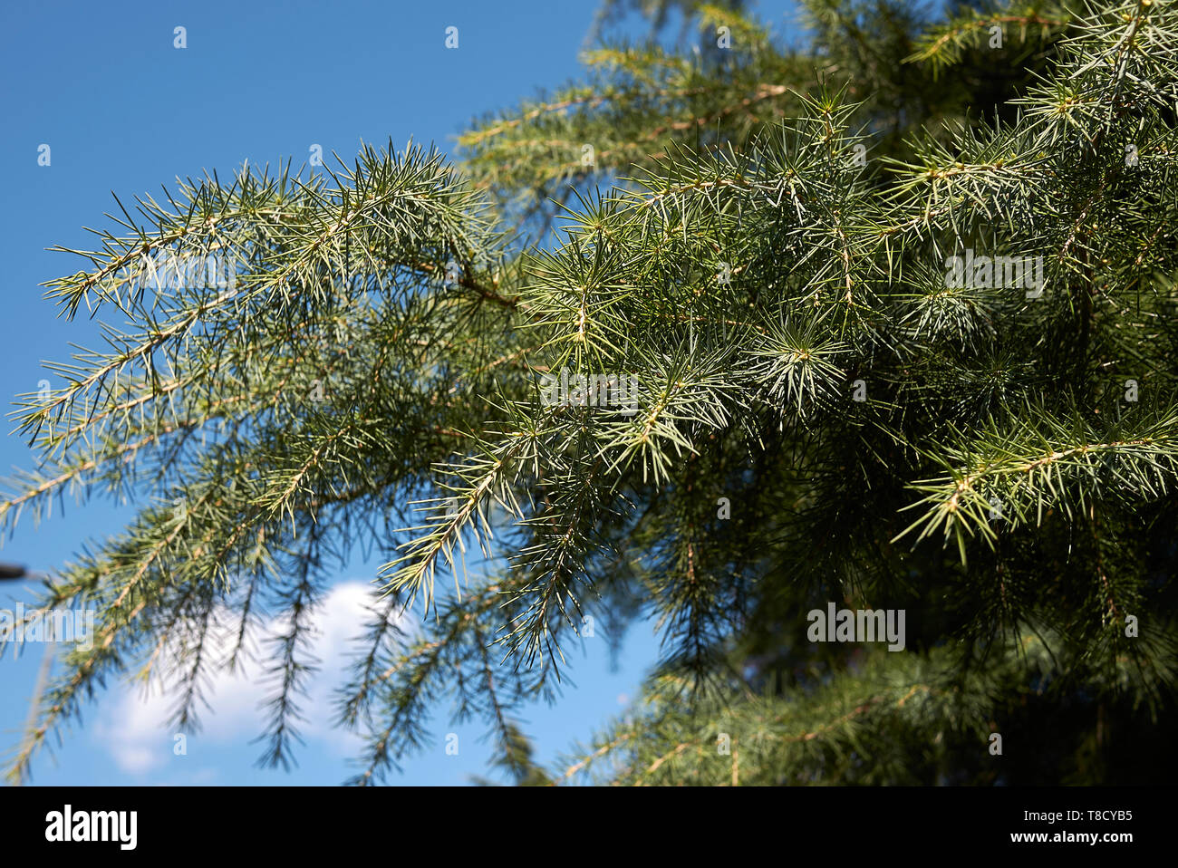 Cedrus deodara conifer tree Stock Photo - Alamy