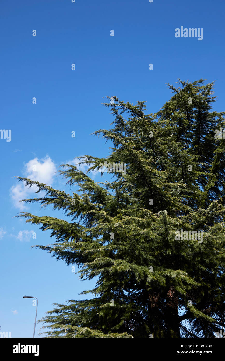 Cedrus deodara conifer tree Stock Photo