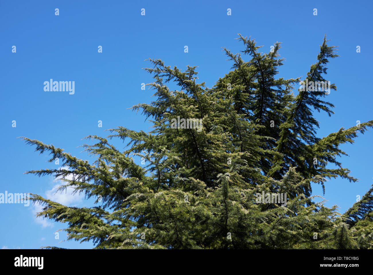 Cedrus deodara conifer tree Stock Photo - Alamy