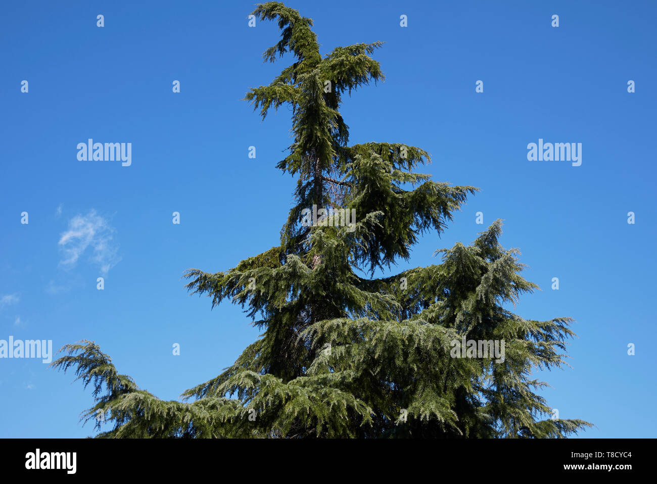 Cedrus deodara conifer tree Stock Photo - Alamy