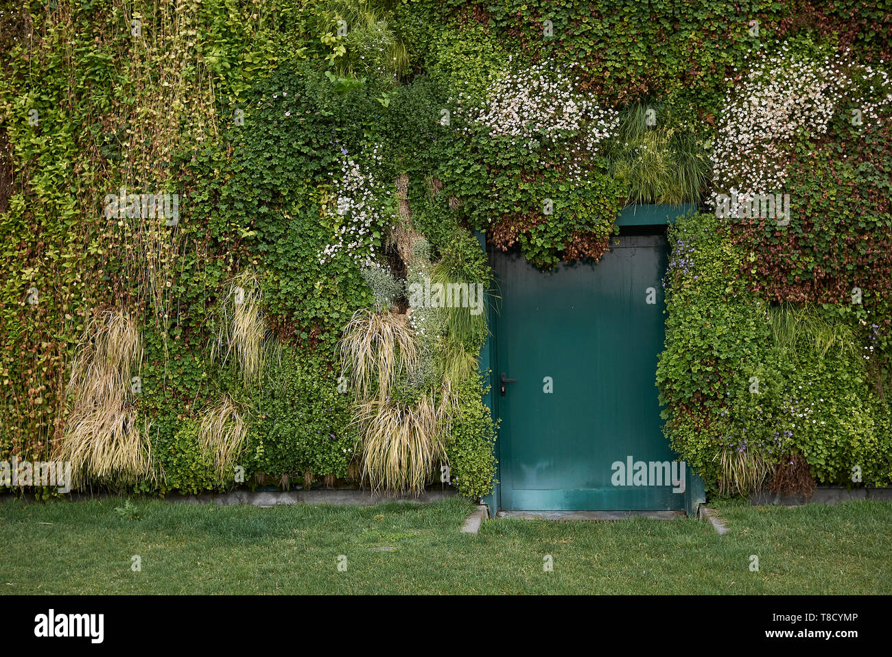 Green wall plants natural hi-res stock photography and images - Alamy