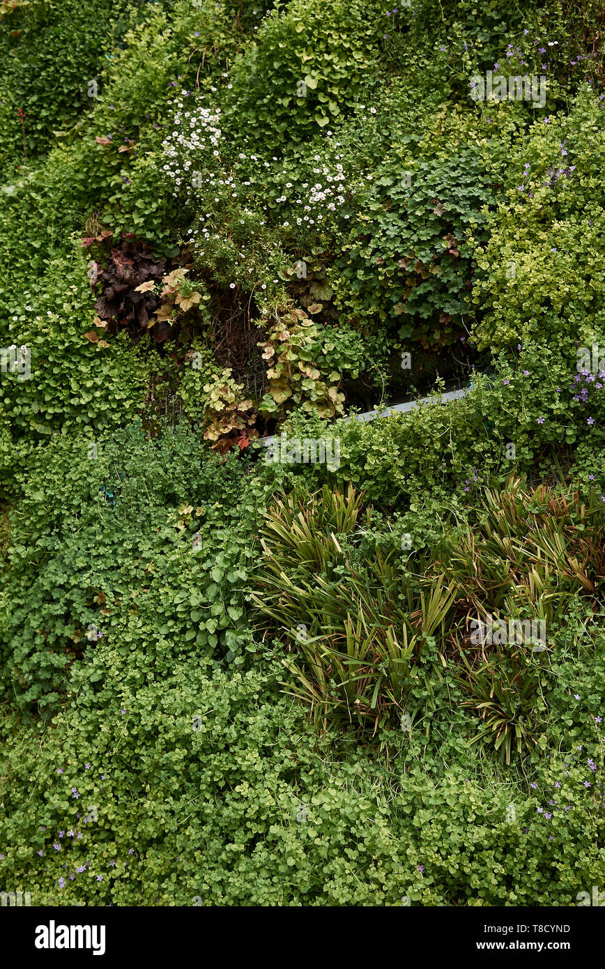 Flora vertical plants green hi-res stock photography and images - Alamy