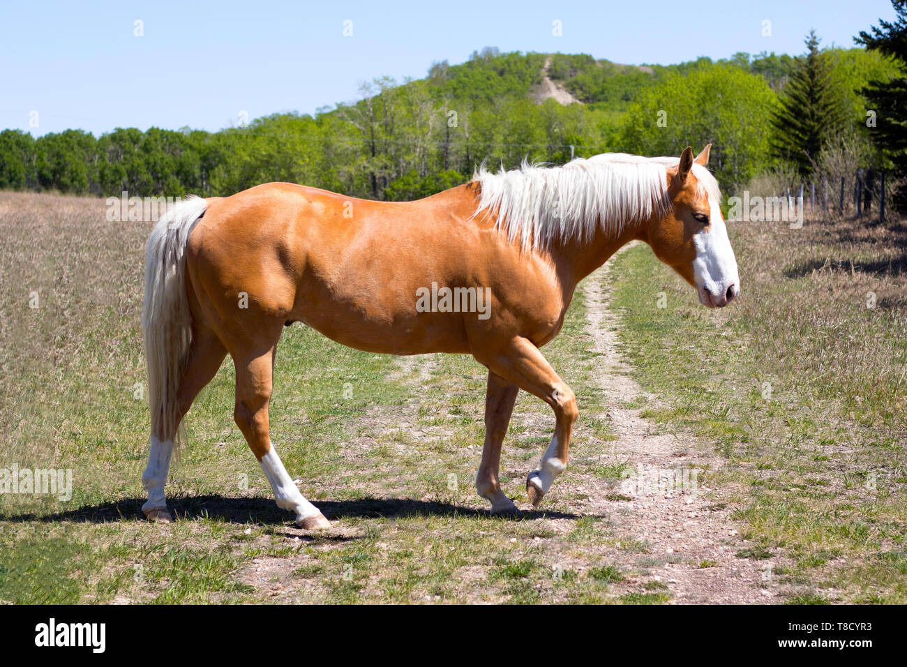 Walking Light Brown Horse Stock Photo Alamy