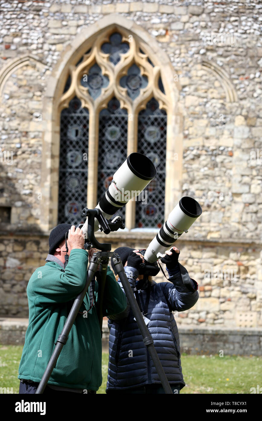 General views of David Shaw and Janet Shaw from David Shaw Wildlife photographing the Peregrines nesting at Chichester Cathedral, West Sussex, UK. Stock Photo