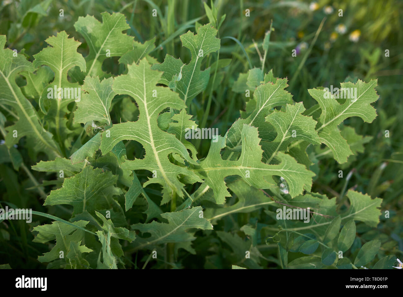 fresh leaves of Lactuca serriola Stock Photo