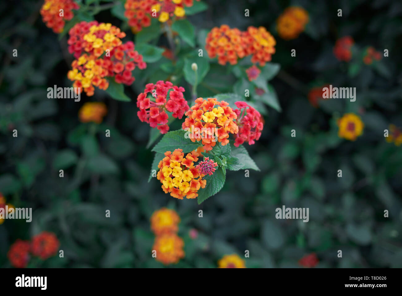 colorful flowers of Lantana camara shrub in summer Stock Photo