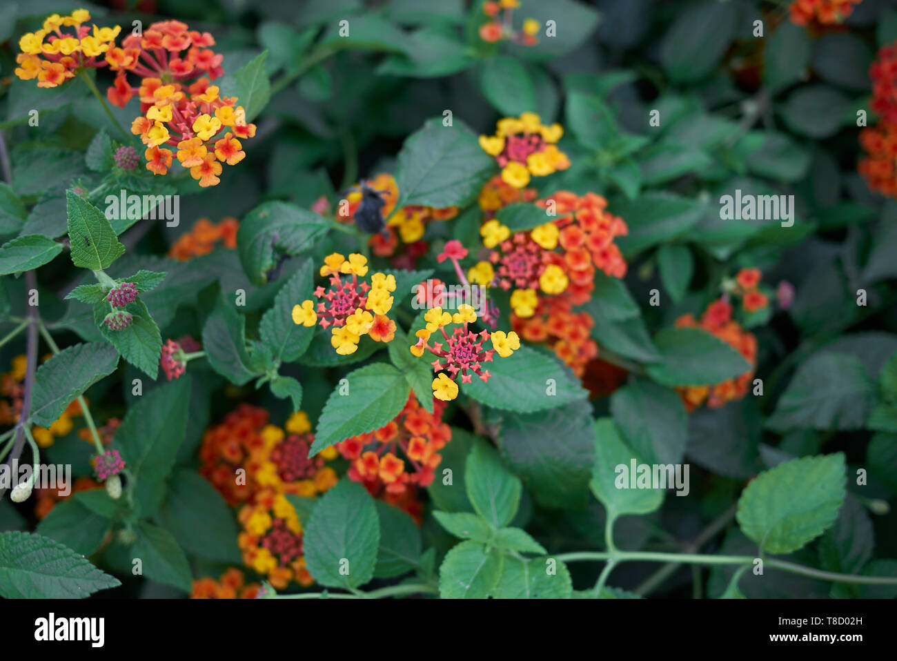 colorful flowers of Lantana camara shrub in summer Stock Photo