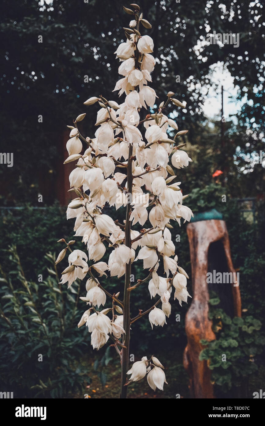 flowering white yucca in a flower and summer garden 2018 Stock Photo