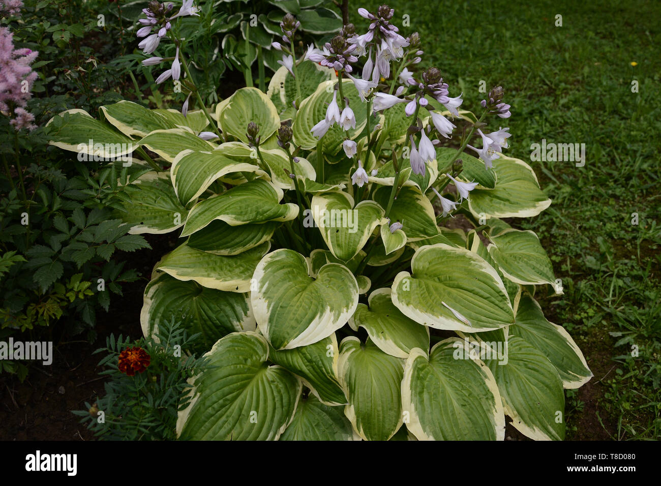 Hosta is a genus of plants commonly known as hostas, plantain lilies and occasionally by the Japanese name giboshi. Stock Photo