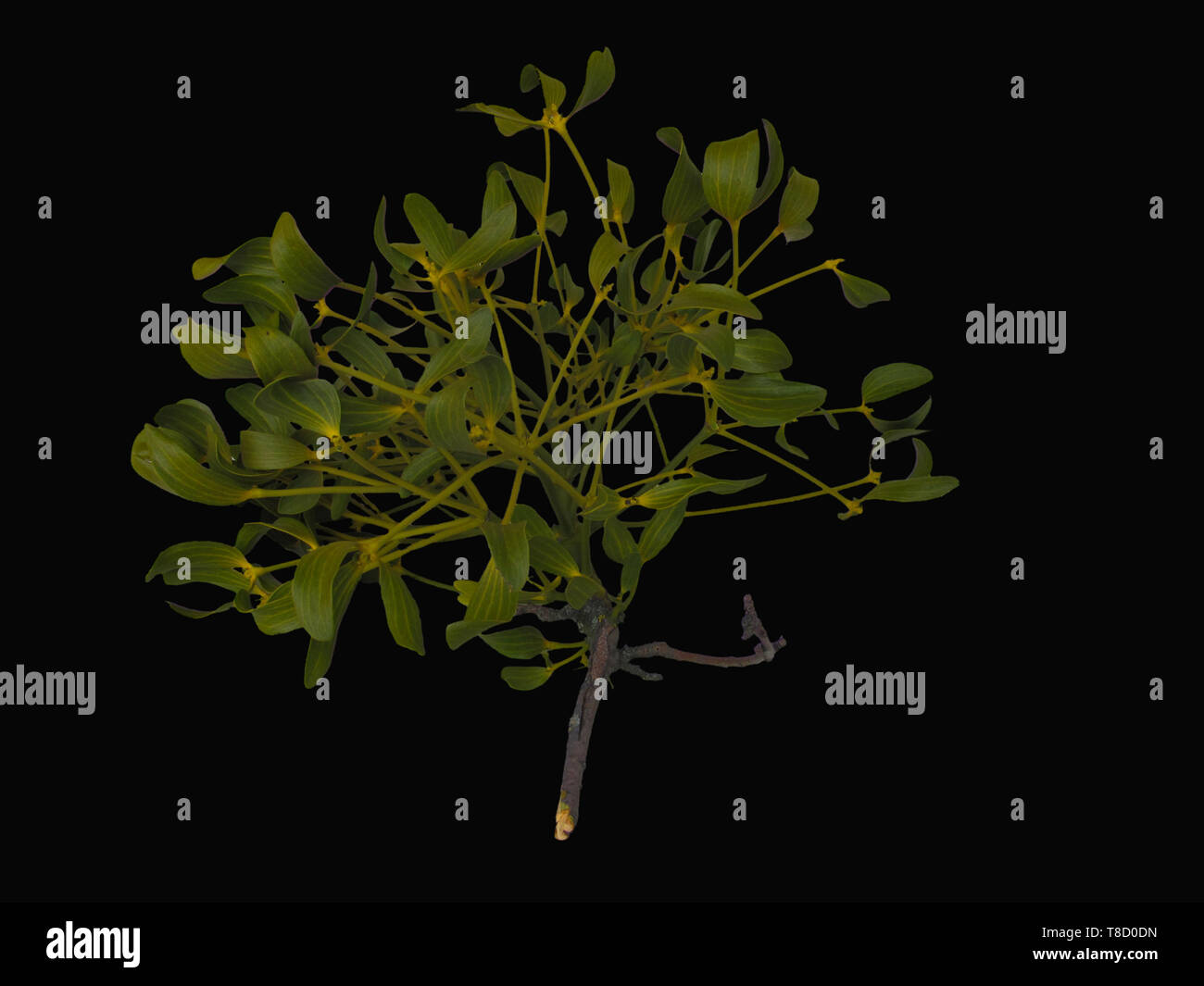 photo of green mistletoe, isolated on black Stock Photo - Alamy
