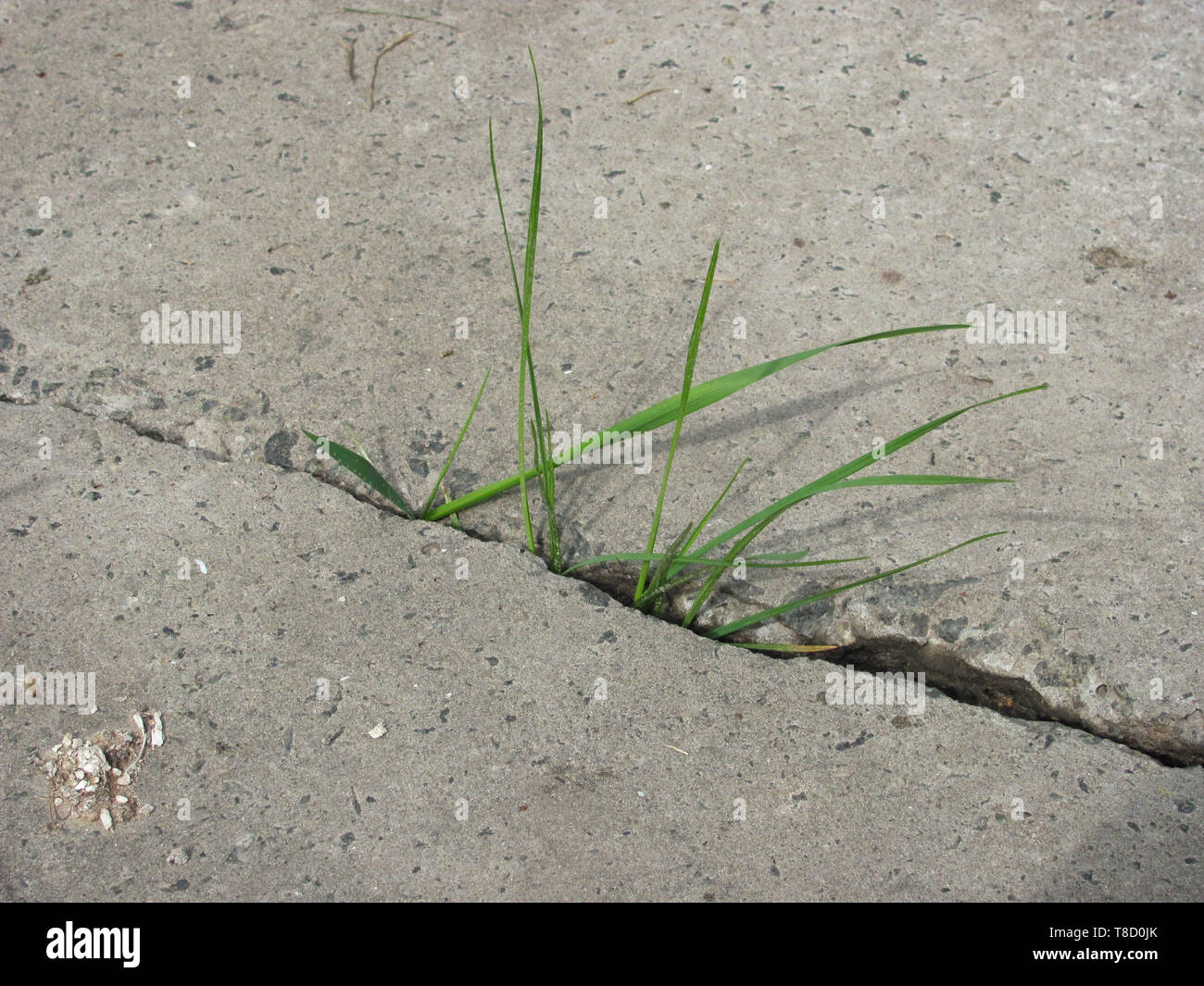 grass growing in a crack in asphalt Stock Photo