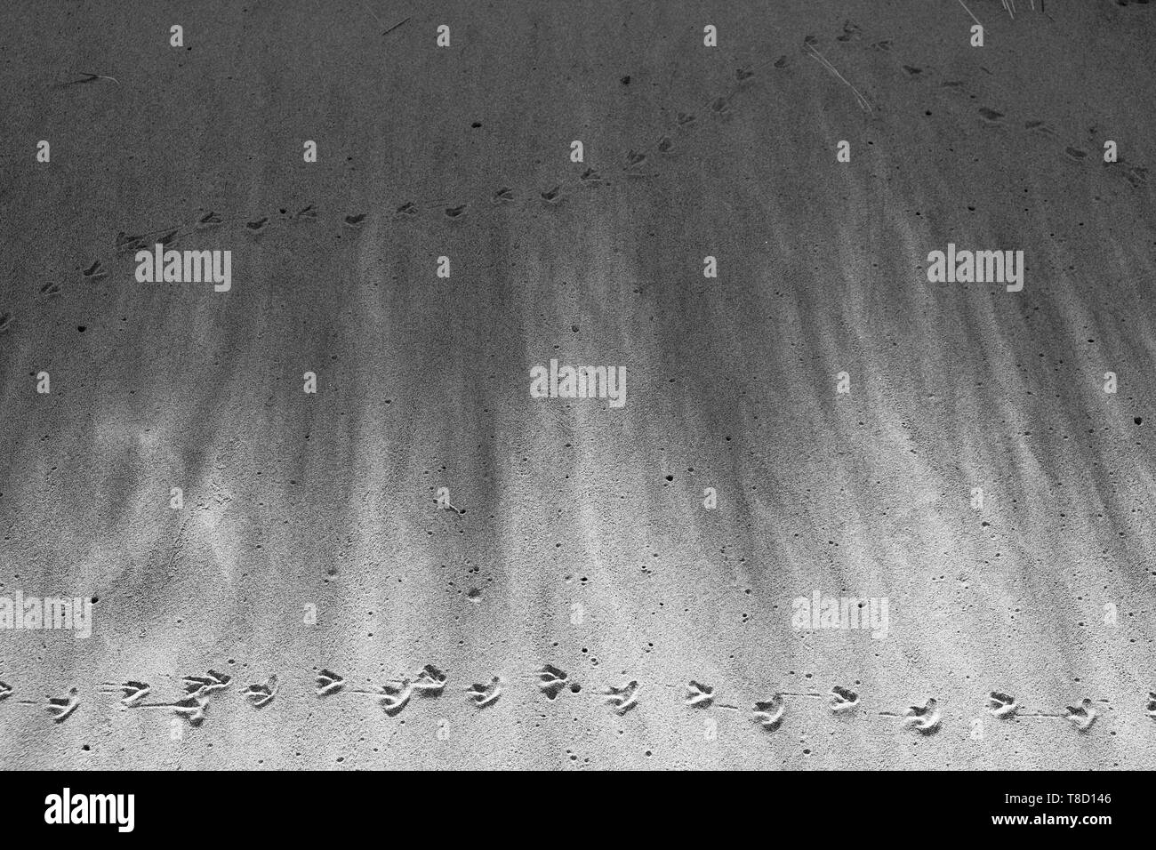 Black & White: monochrome image bird footprints in the sand, Llanmadoc beach, Gower peninsula, Wales, UK. Stock Photo