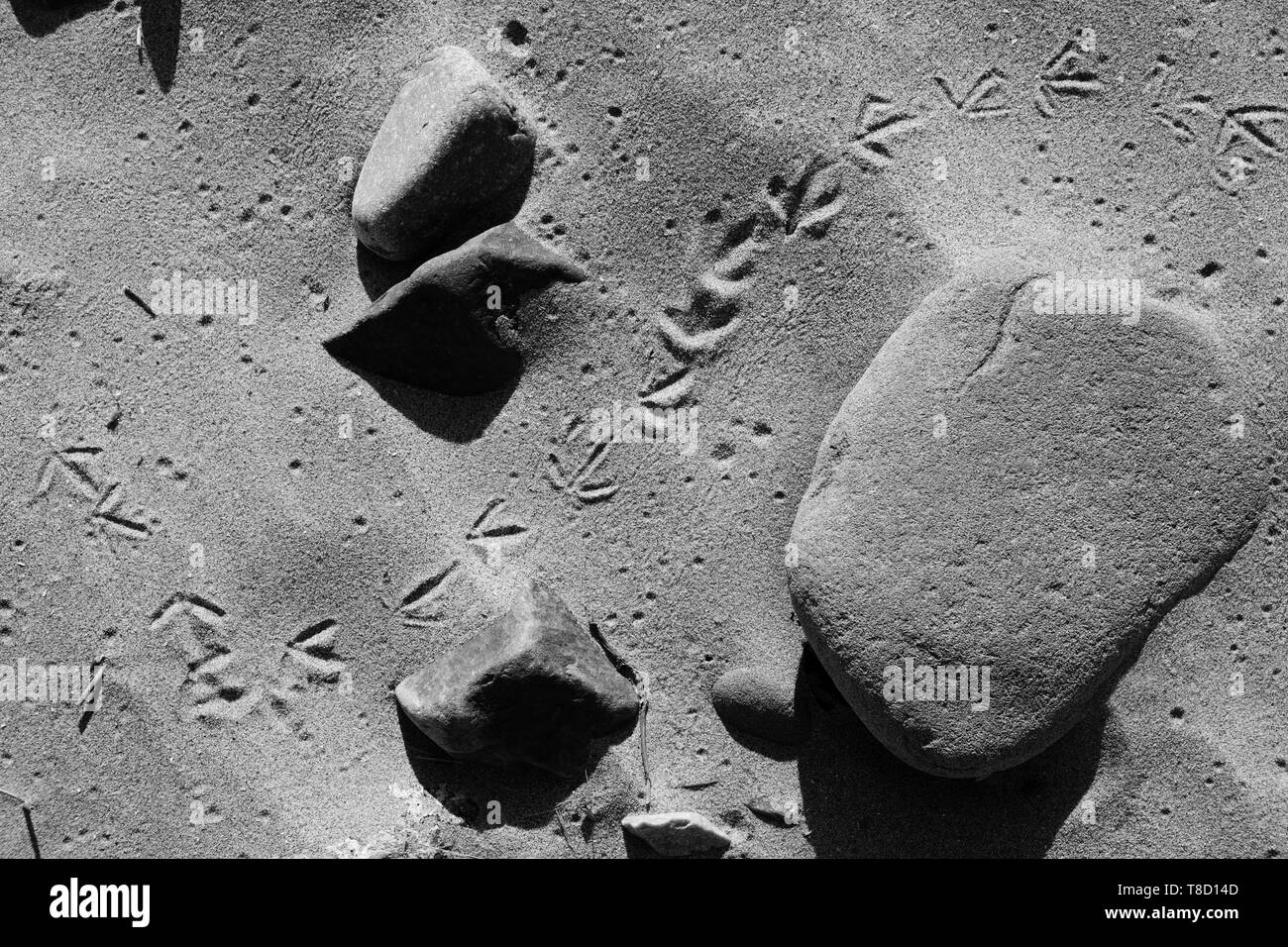 Black & White: monochrome image bird footprints in the sand, Llanmadoc beach, Gower peninsula, Wales, UK. Stock Photo
