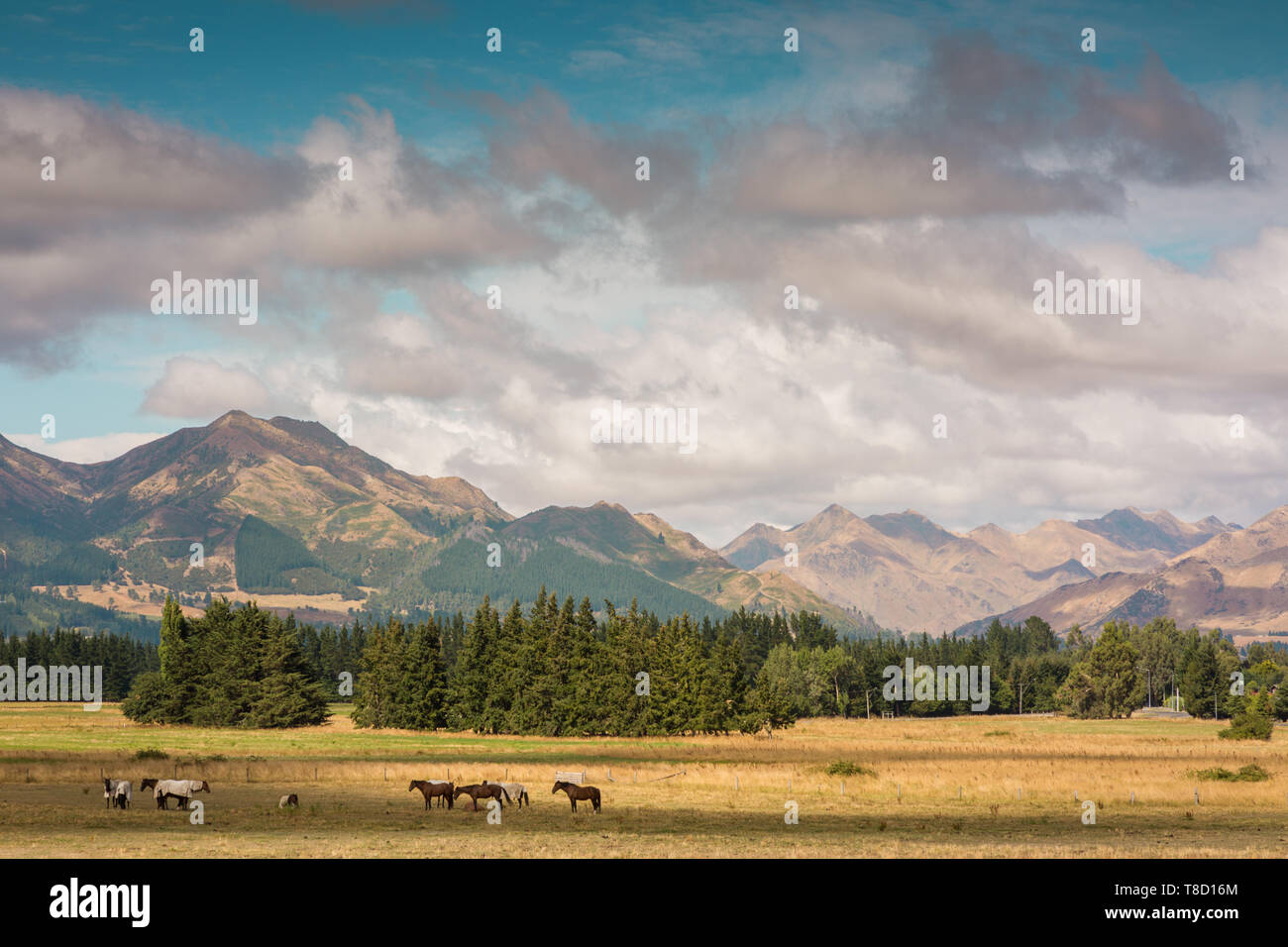 Rural farming land, south Island, New Zealand Stock Photo