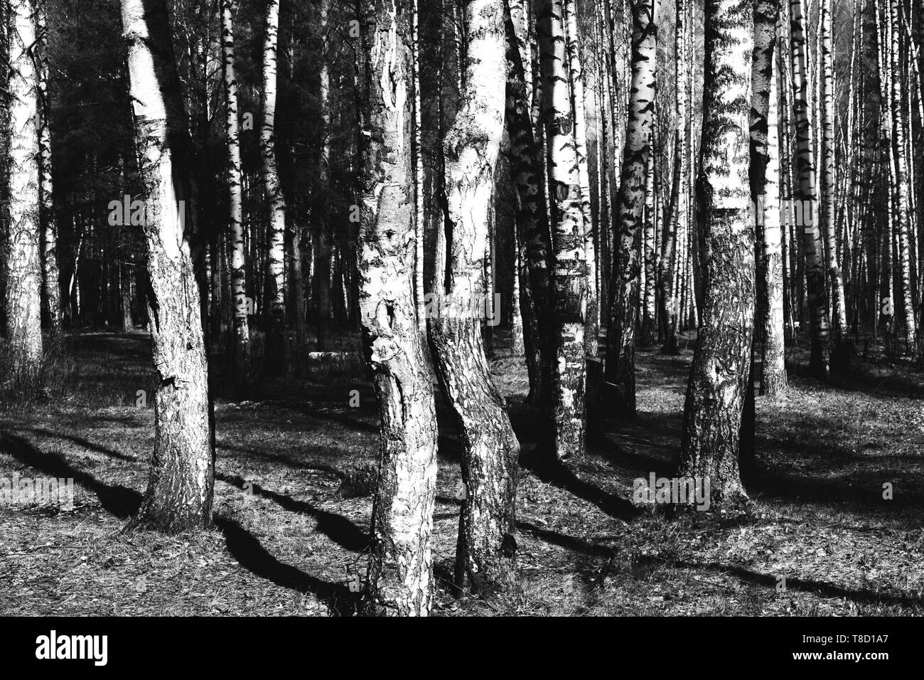White birch forest. Birch texture. Black and white natural background. Stock Photo
