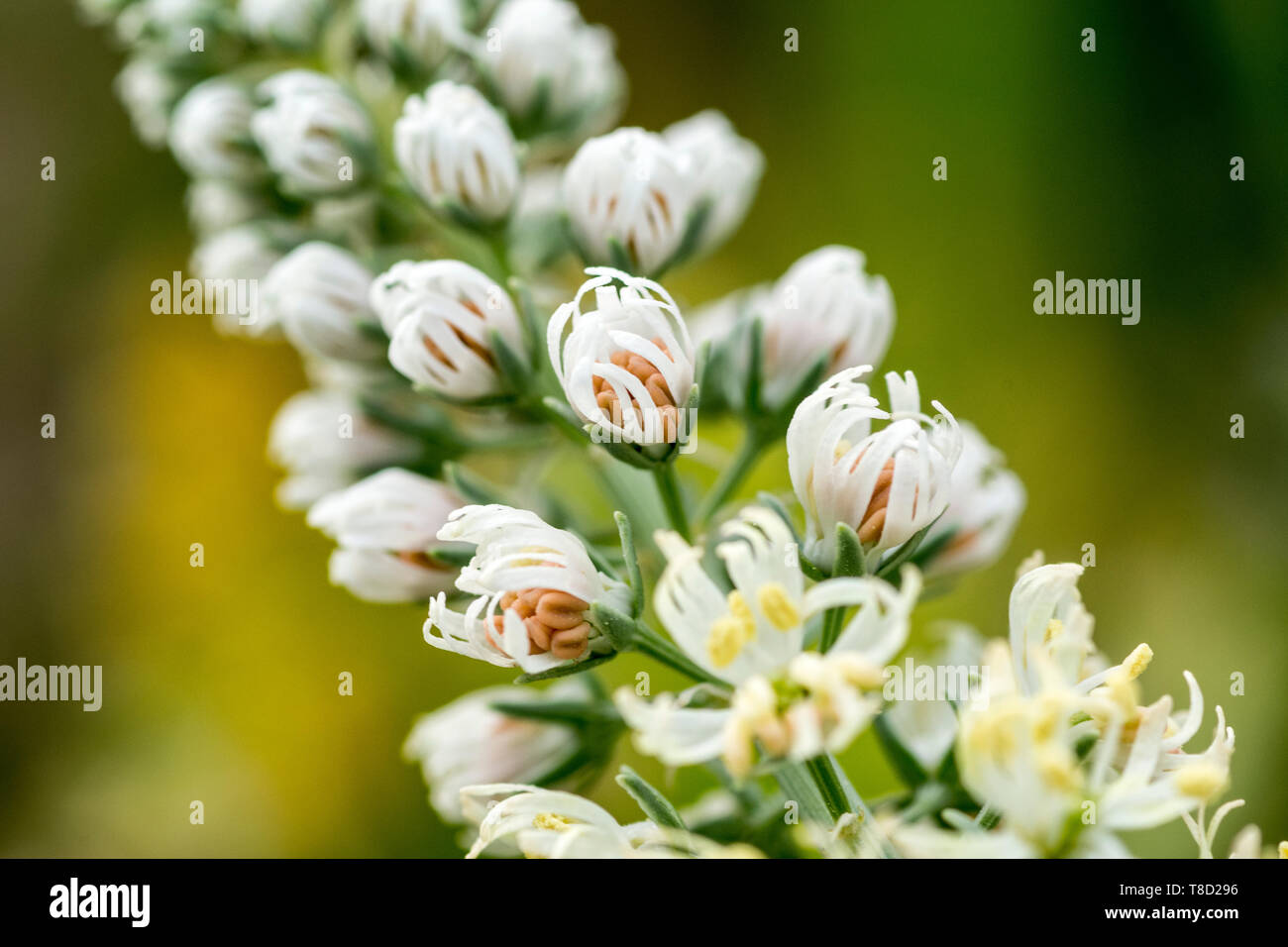 Beautiful wedding flowers close hi-res stock photography and images - Alamy