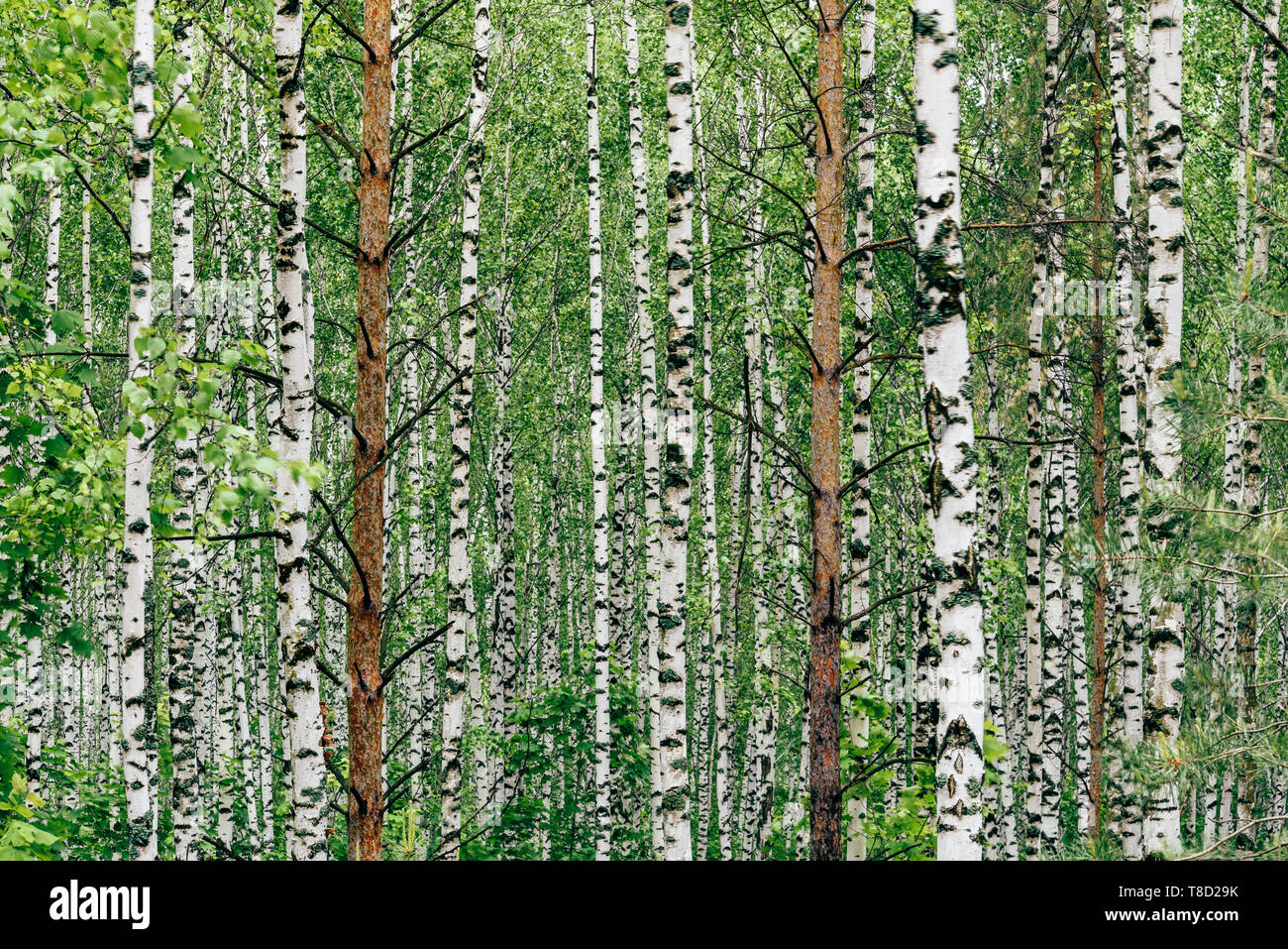 Two pine trees in birch grove. Background Stock Photo