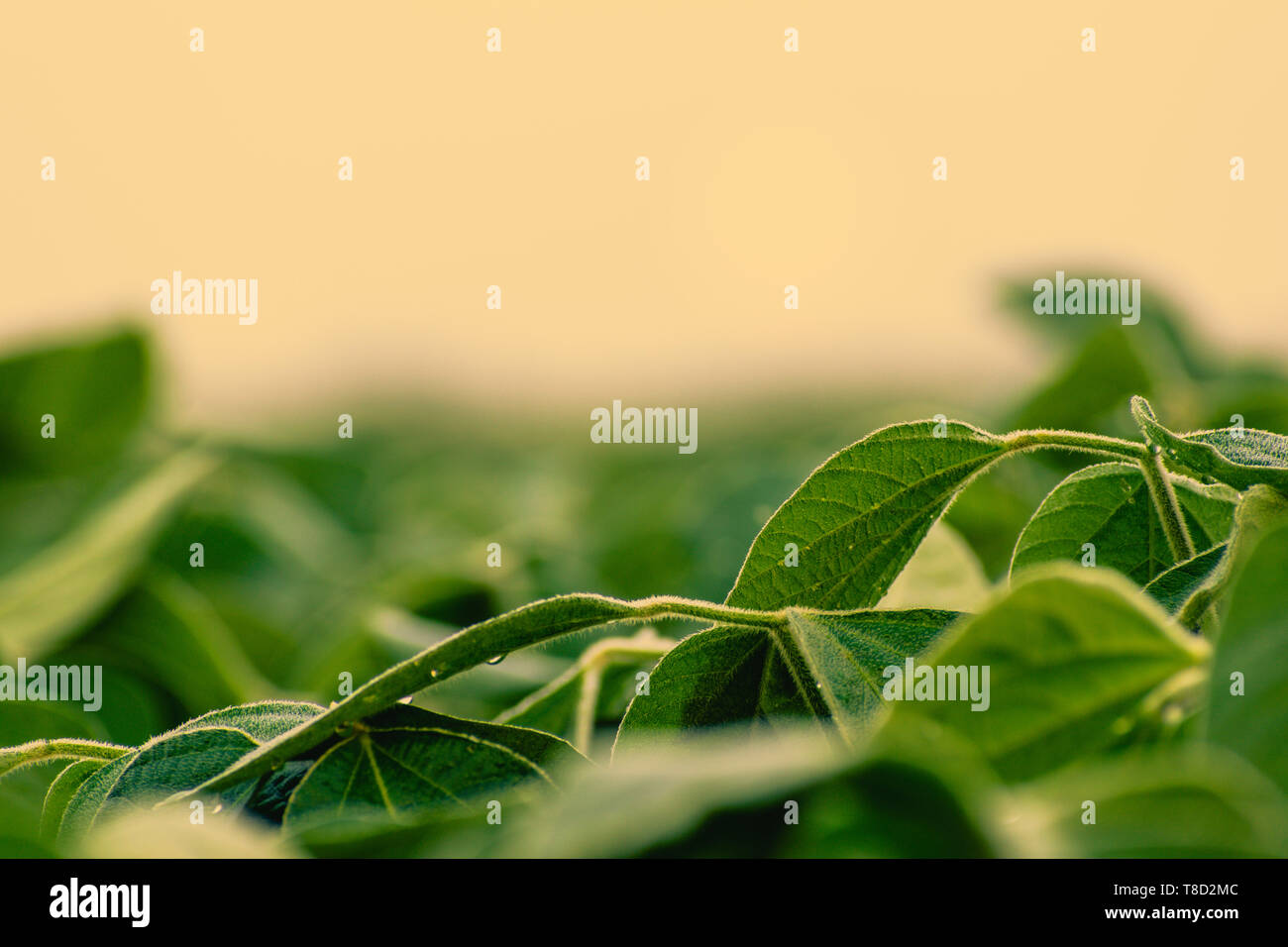Close up of soybean leaves with blurry background and foreground.  Golden hour color shining on leaves. Stock Photo