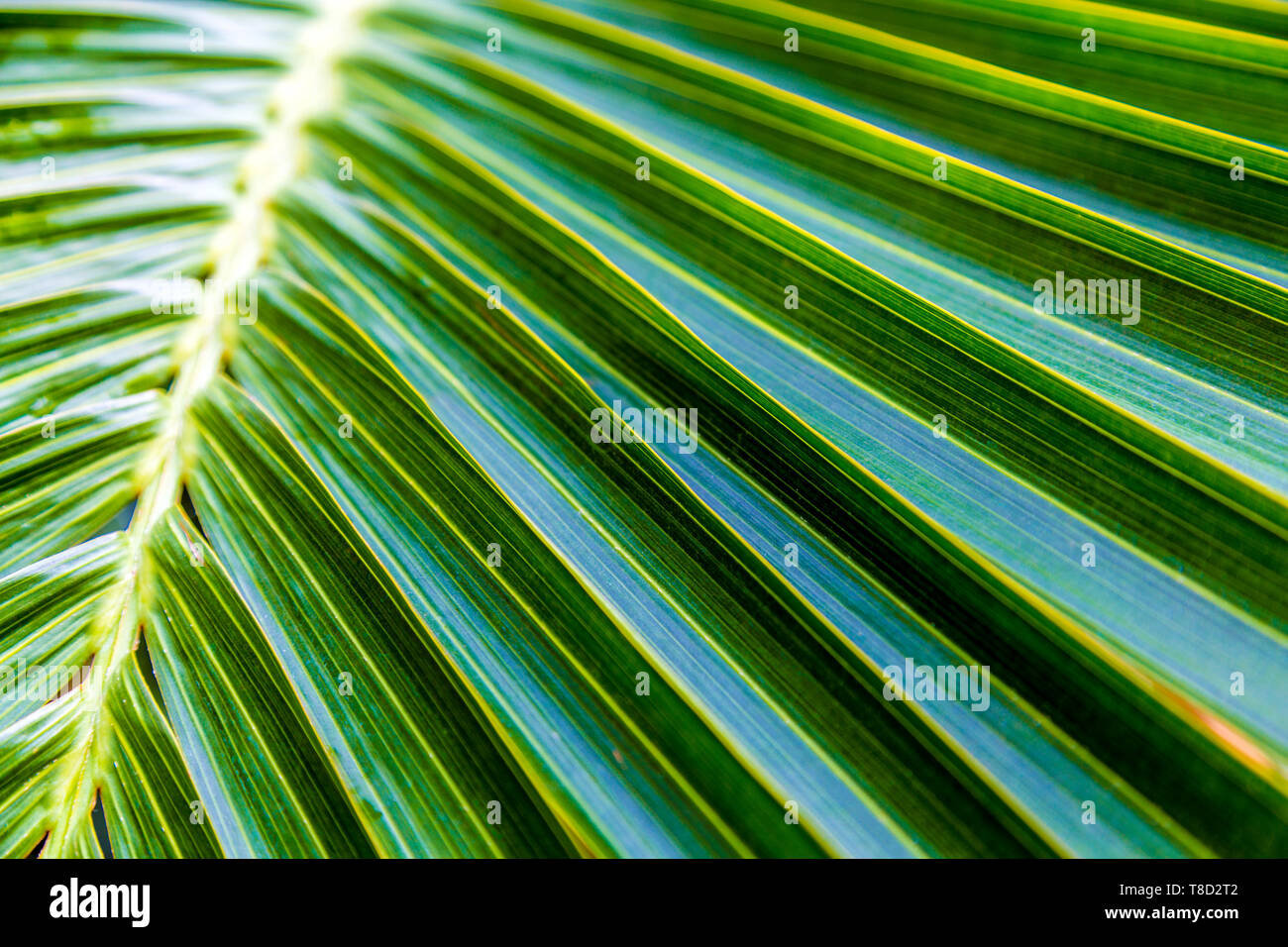 Palm leaf, Kew Gardens, London, UK Stock Photo